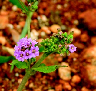 معرفی و راهنمای پرورش سبزی جات برگی - پونارناوا
